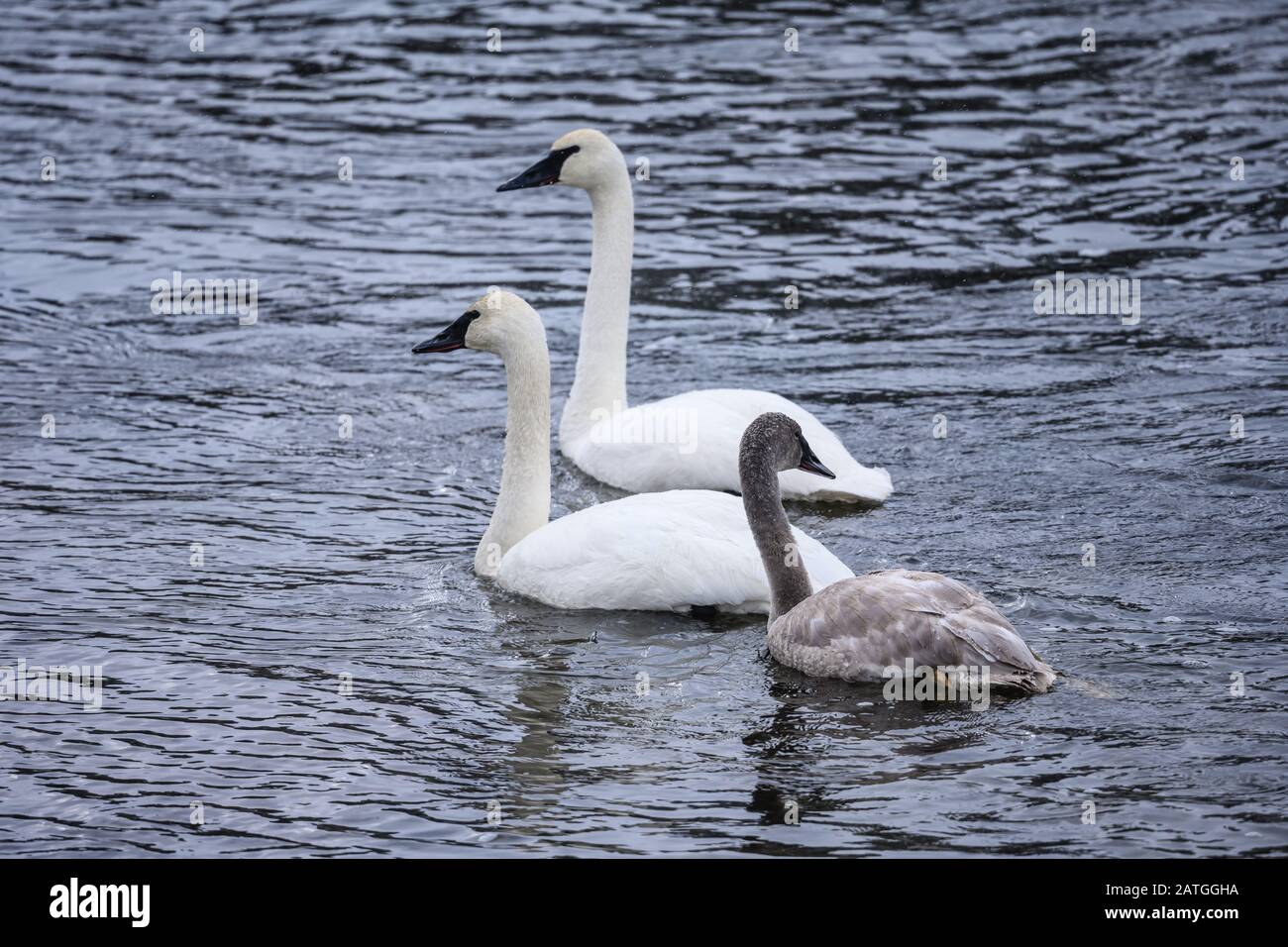 A family of Trumpeter swans (Cygnus buccinator) playing in river. Yellowstone National Park, Wyoming, USA. Stock Photo