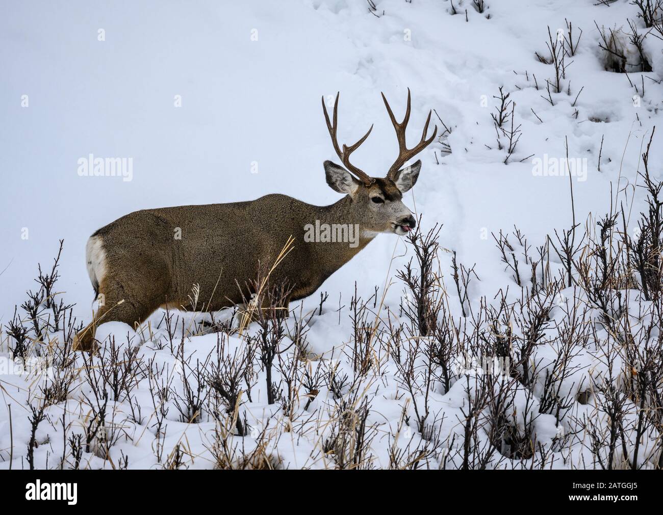A Mule deer (Odocoileus hemionus) buck grazing in snow. Yellowstone National Park, Wyoming, USA. Stock Photo