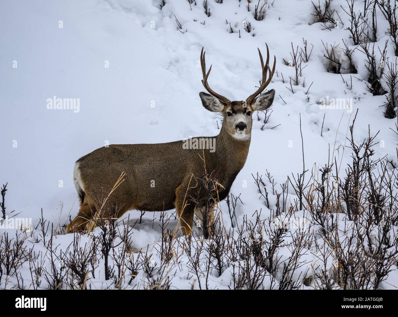 A Mule deer (Odocoileus hemionus) buck grazing in snow. Yellowstone National Park, Wyoming, USA. Stock Photo