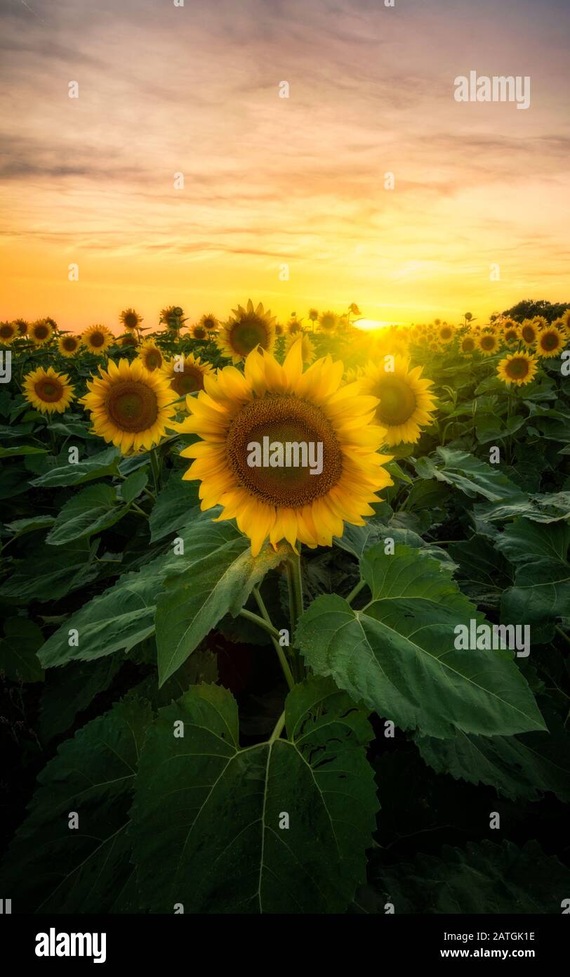 Sunflower field in Minnesota at sunset with green leaves Stock Photo