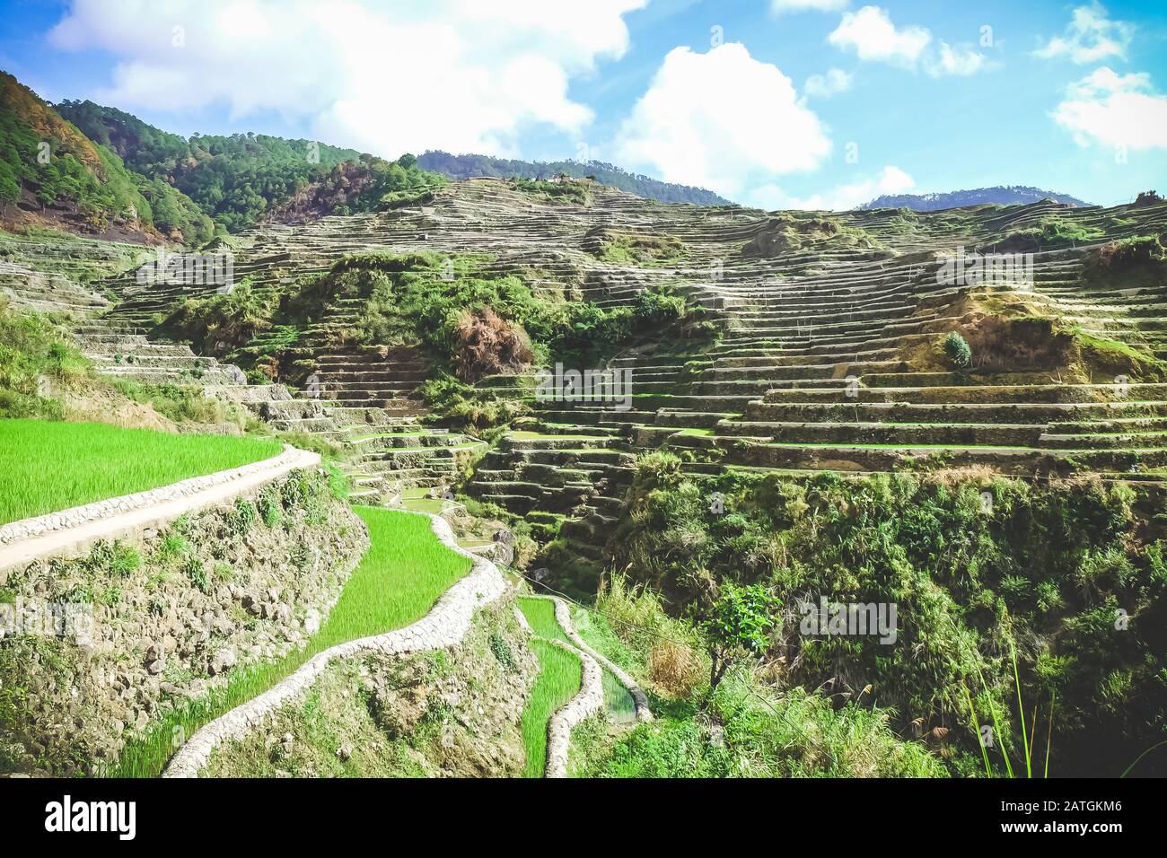 Beautiful rice terraces in Bontoc, Philippines Stock Photo - Alamy