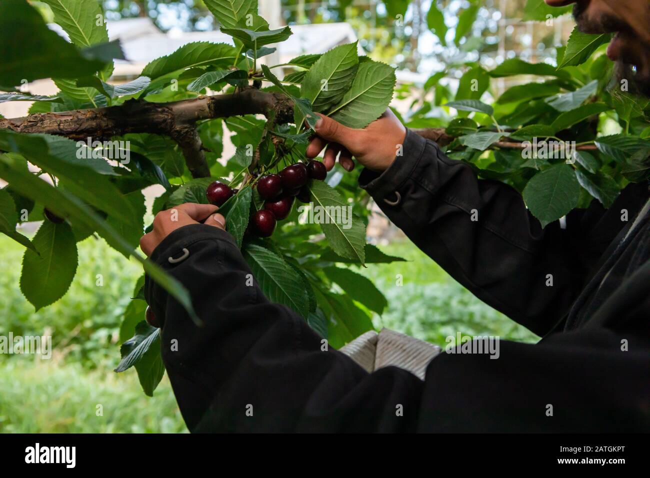 Worker picking cherries from the tree. Professional cherrypicker working at the industrial