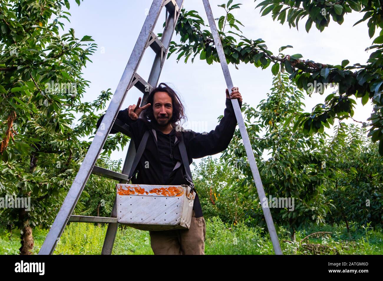Cheerful worker of cherry plantation posing during his short break time. Young professional cherry picker looking at the camera Stock Photo