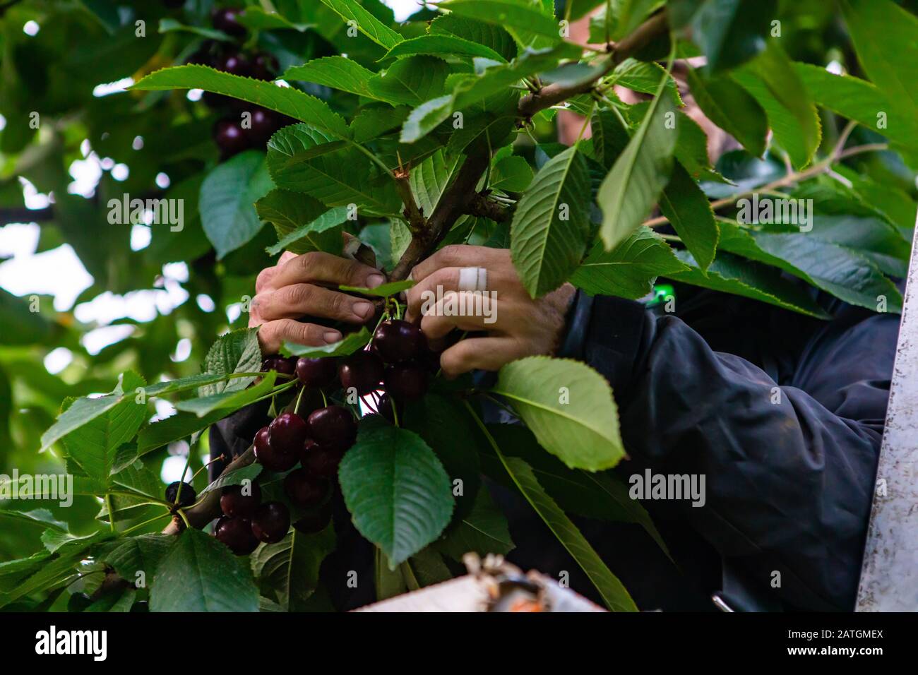 Cherrypicking process. Professional cherrypicker working in lapins