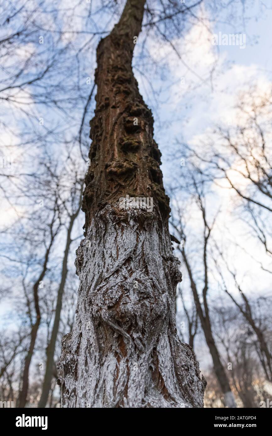 sequoia national park, pyrus calleryana, ficus macrophylla, tallest