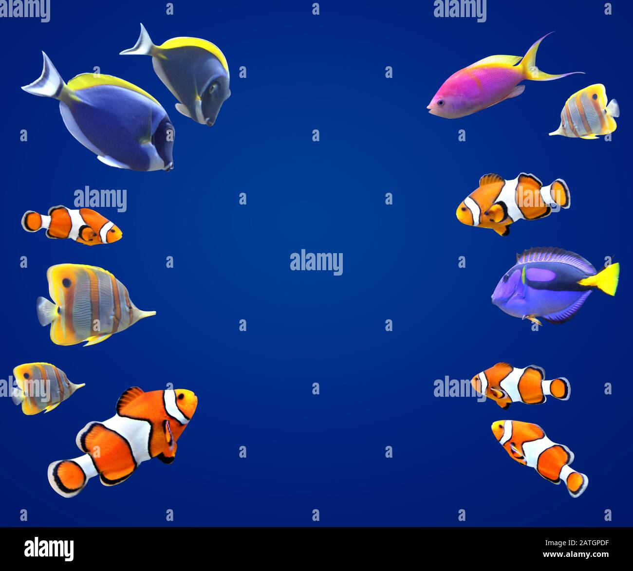 Blue Tang Fish And Clown Fish