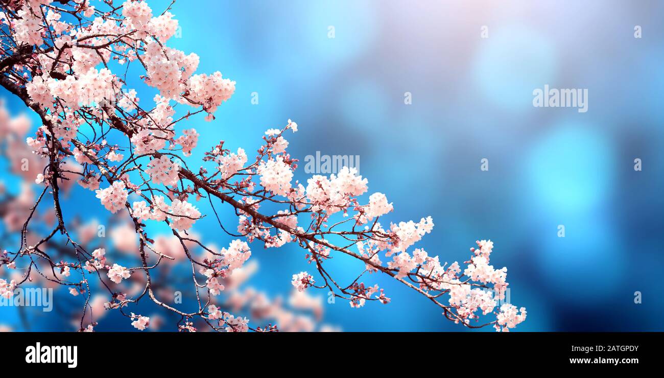 Magical scene with sakura flowers and magic sparks. Beautiful nature spring  background. Photo toned in light blue color. Copy space for text Stock  Photo - Alamy