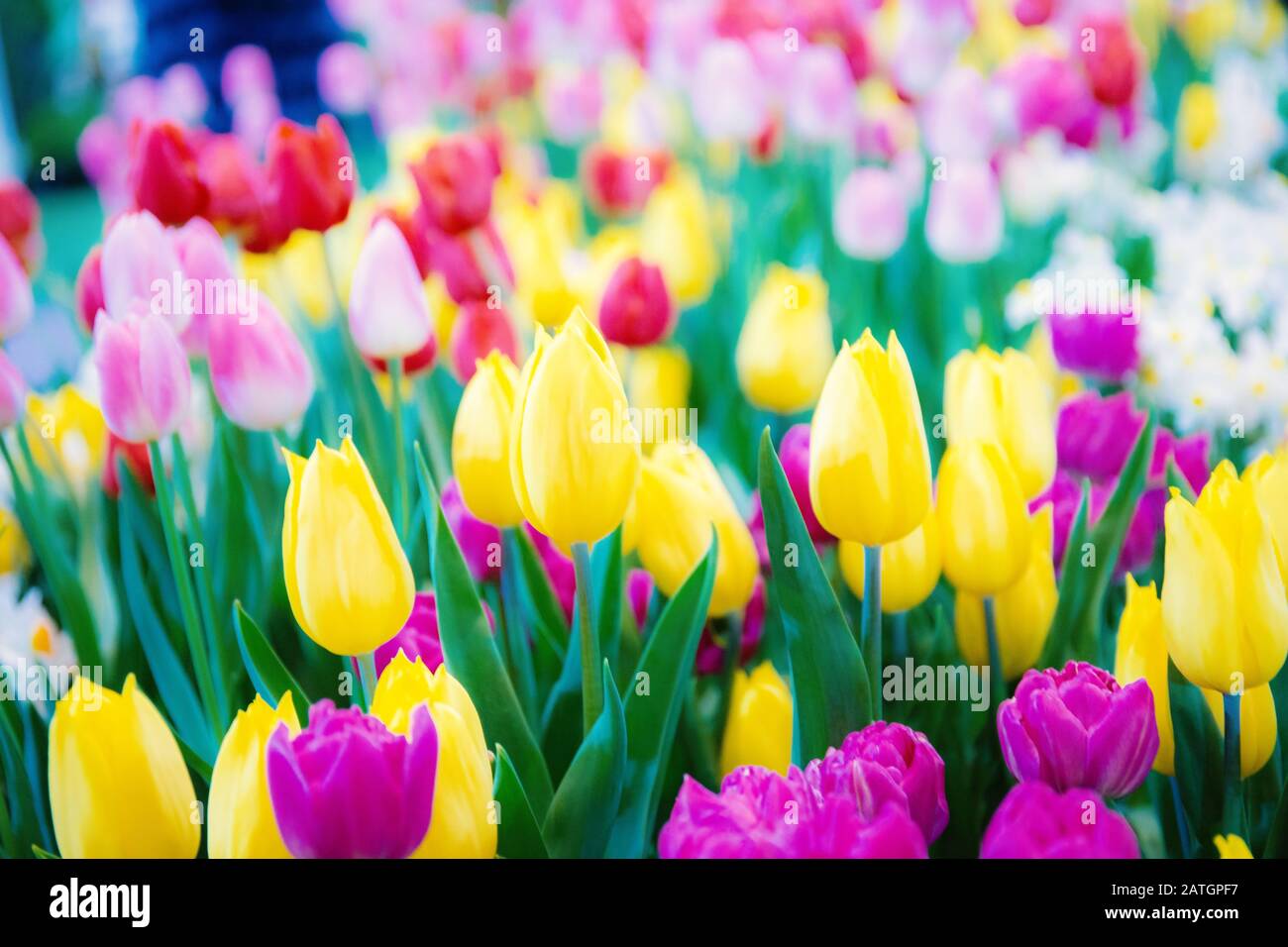 Colorful of tulip flower with beautiful in the winter Stock Photo Alamy