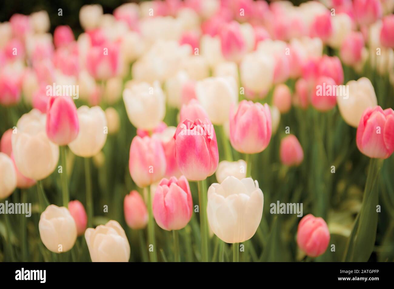 Pink of tulip flower with beautiful in the winter Stock Photo Alamy