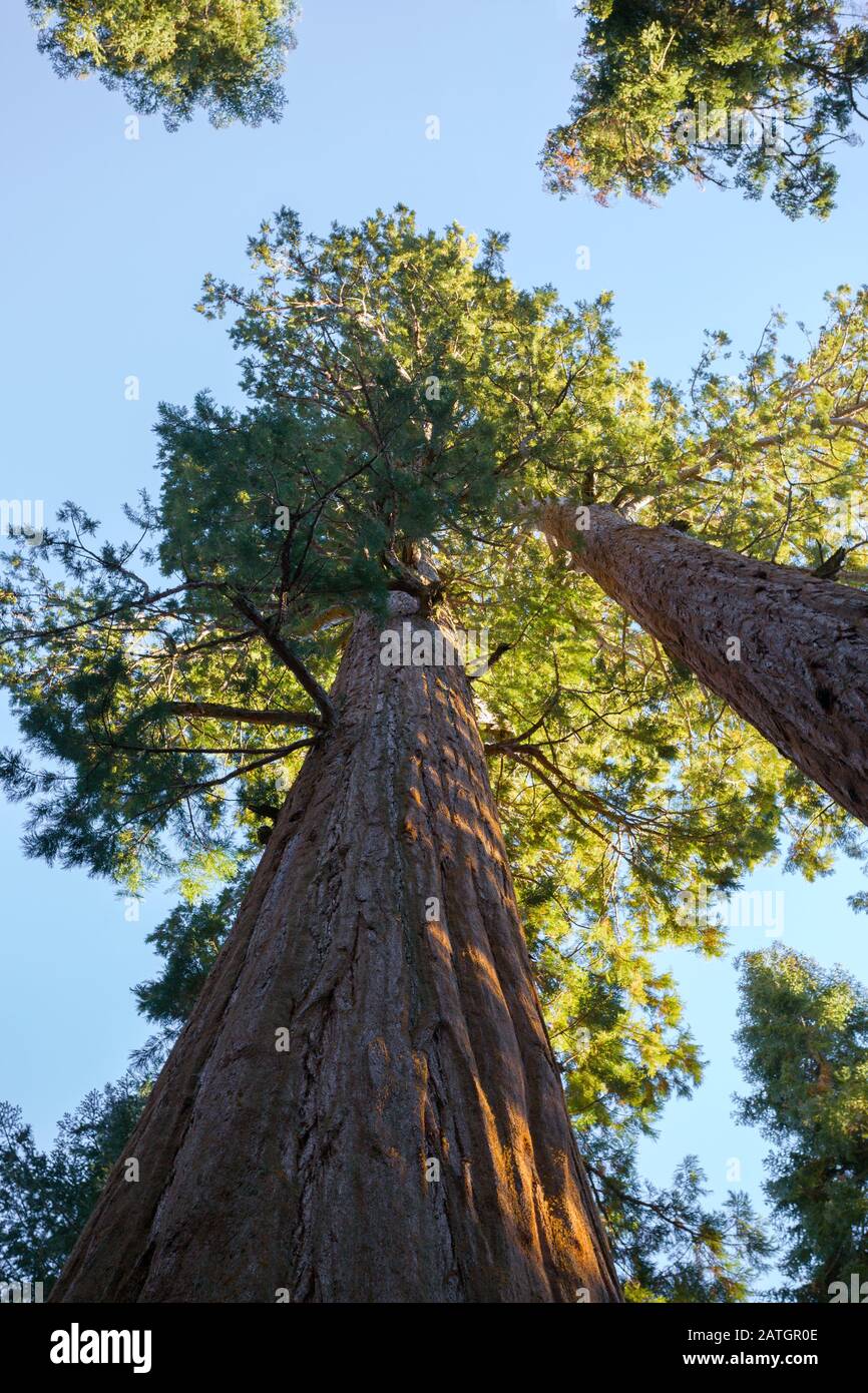 Huge sequoias, bottom up view with sky on the background, Giant Forest