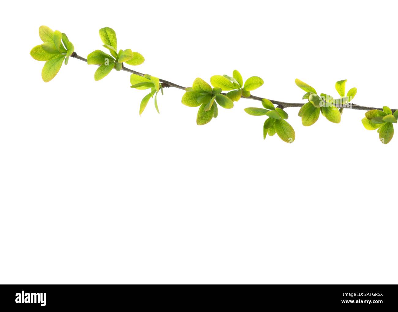 Branch with young green spring leaves isolated on white background ...