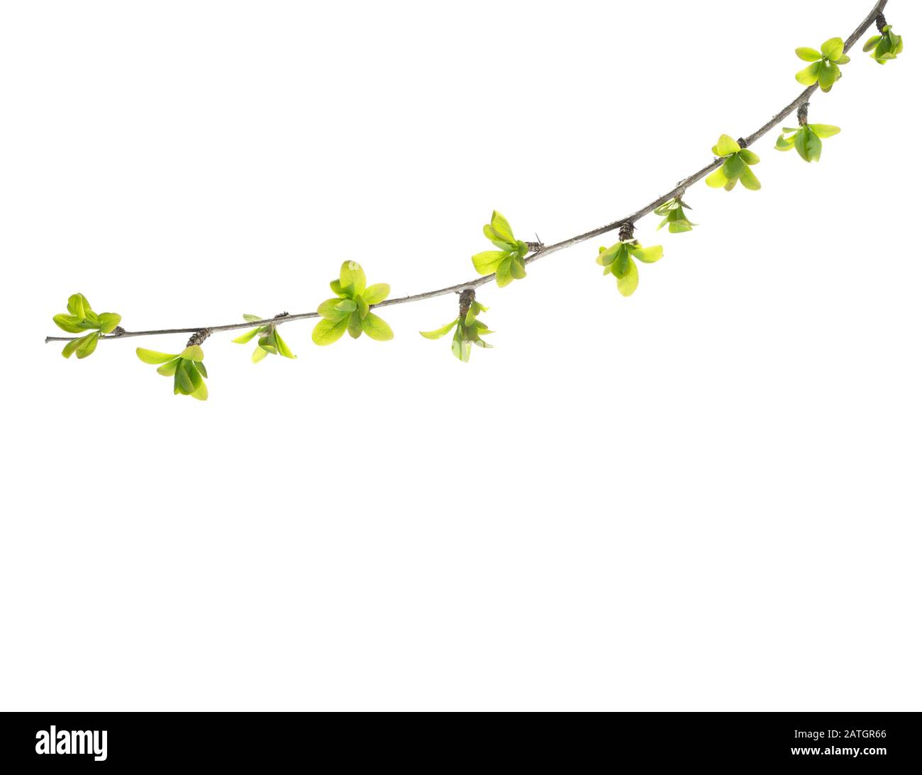 Branch with young green spring leaves isolated on white background ...
