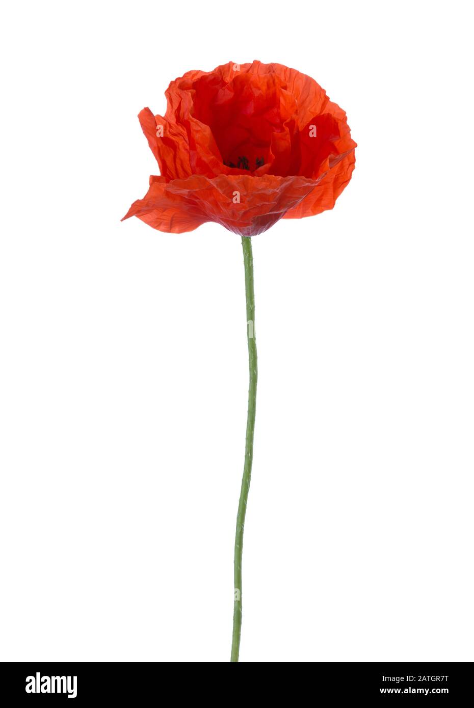 Red poppy isolated on white background Stock Photo - Alamy