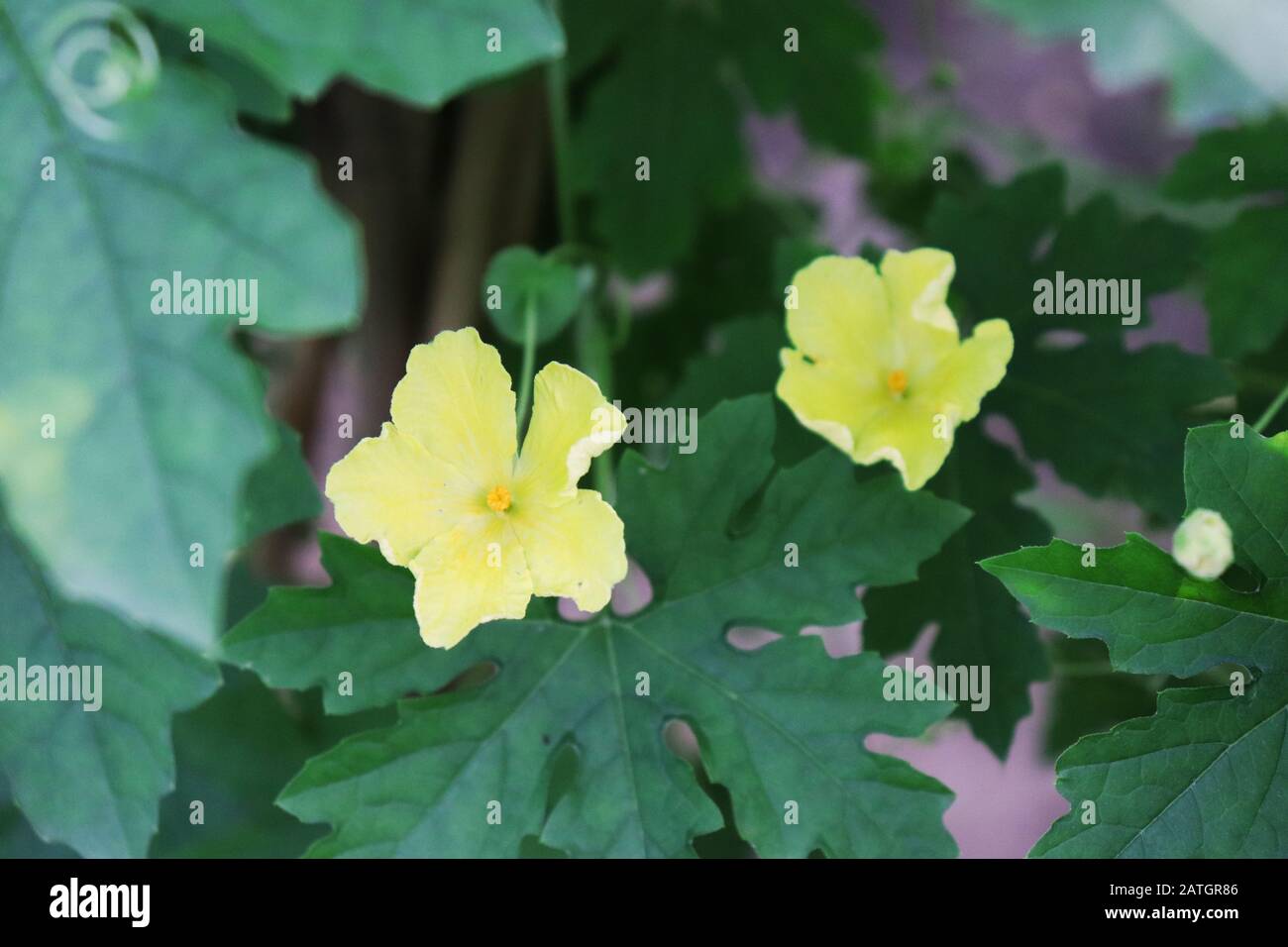 Bitter gourd Flower. Beautiful yellow bitter gourd flower Stock Photo