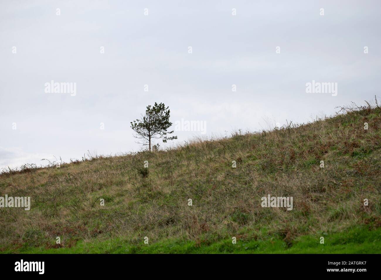 Green hill with single tree Stock Photo