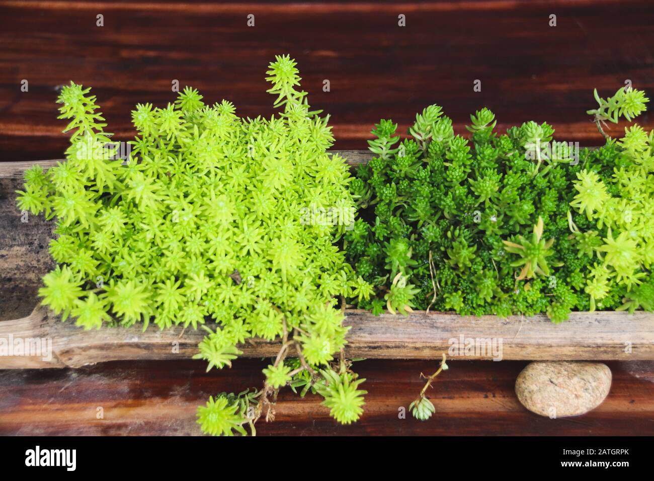 Succulent green creeping sedum known as stonecrops as a micro greenery in the home for a Spring theme decoration Stock Photo