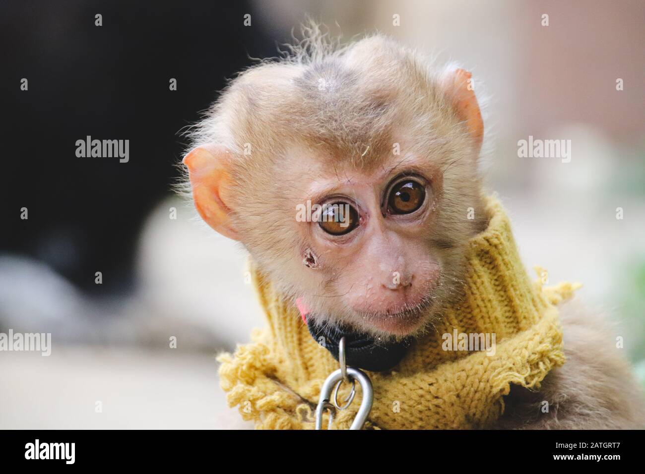A baby monkey traditionally kept chained as pets for good luck according to Vietnamese Culture and Tradition Stock Photo