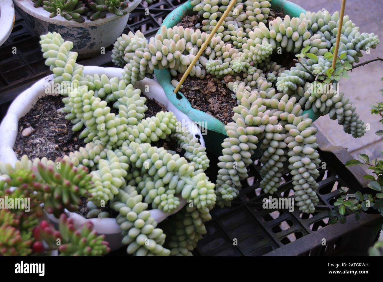 Burro’s Tail (sedum morganianum) also known as the donkey tail plant and is a popular succulent plant to decorate the home for that spring time theme Stock Photo
