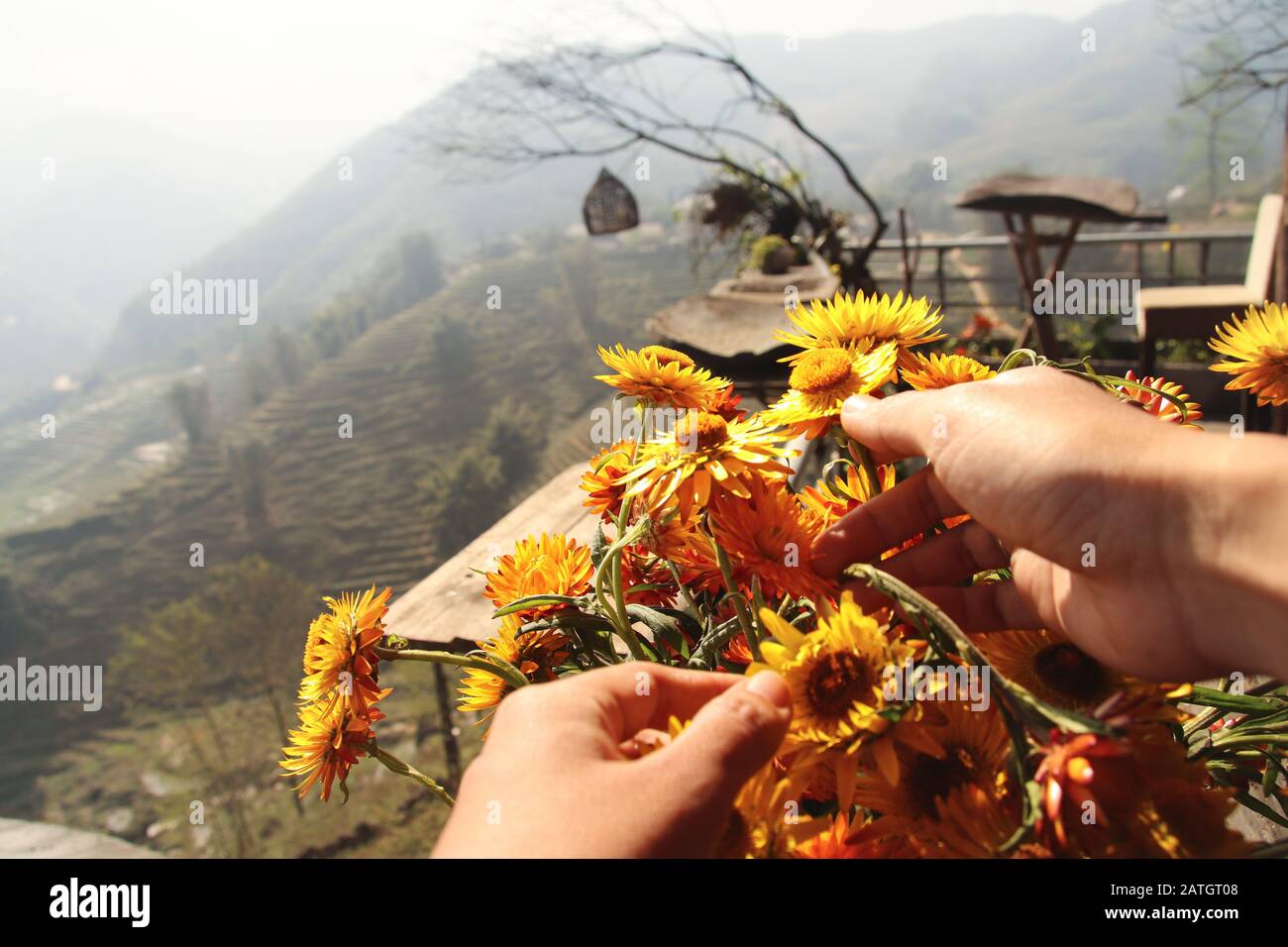 Arranging beautiful yellow chrysanthemums in in the balcony to welcoming the coming of Spring time Stock Photo