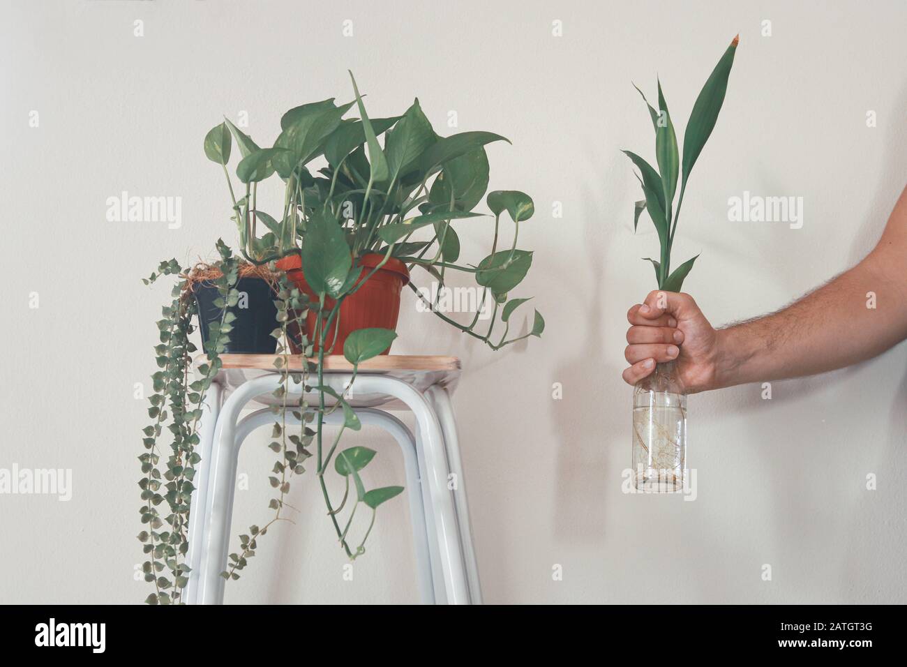 Minimalist home decoration for the Spring season using houseplants to create a relaxing and gender neutral space Stock Photo