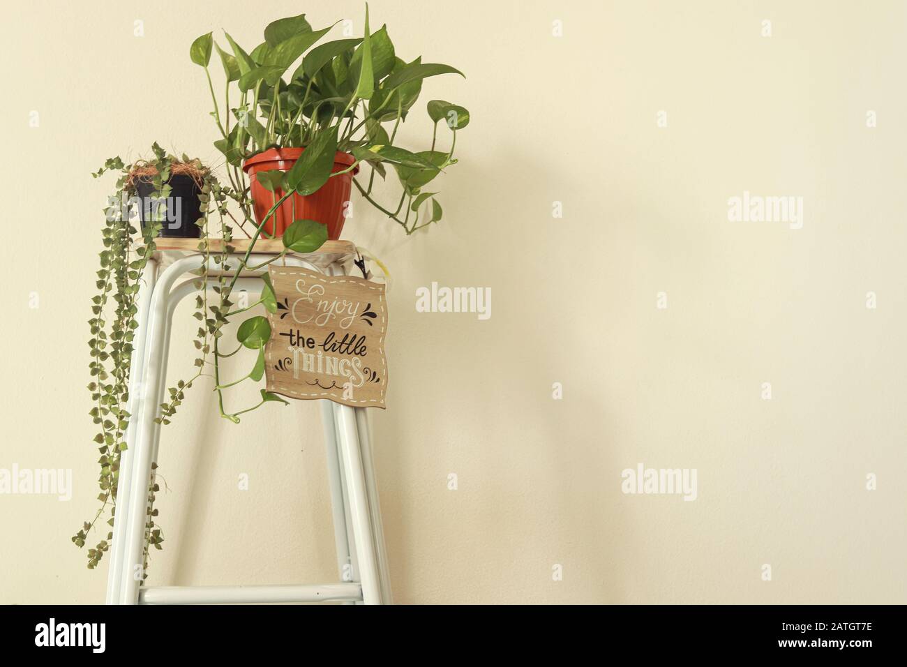 Minimalist home decoration for the Spring season using houseplants to create a relaxing and gender neutral space Stock Photo