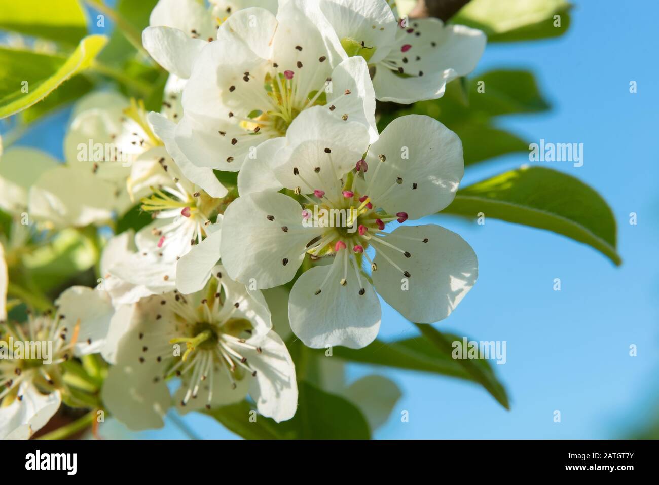 Apple tree flower on a tree branch in spring Stock Photo