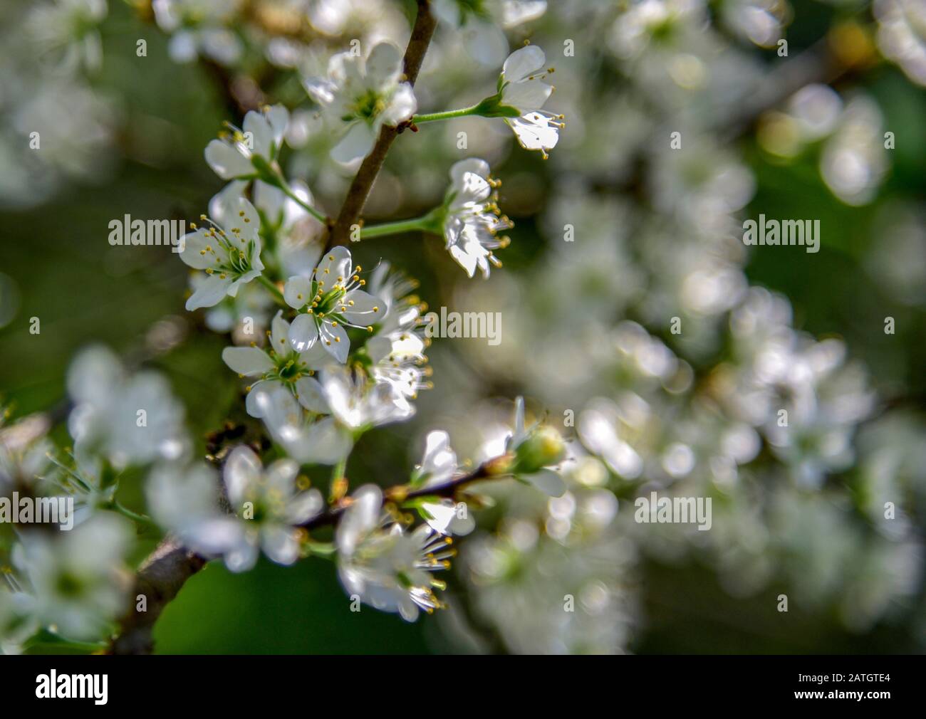 White branch of cherry blossoms on a blurred background Stock Photo - Alamy