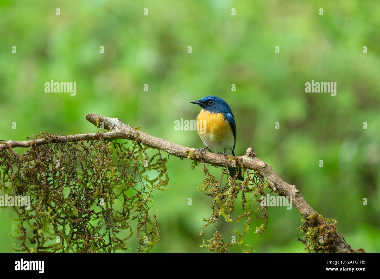 Tickell's blue flycatcher, Cyornis tickelliae, Karnataka, India Stock Photo