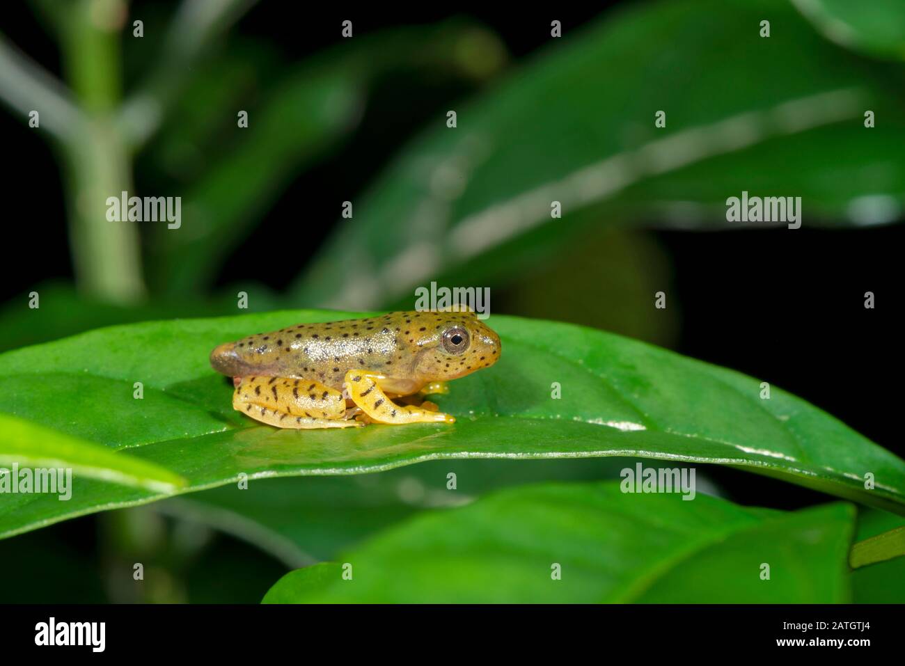 Tadpole of Malapar Gliding frog, Amboli, India Stock Photo
