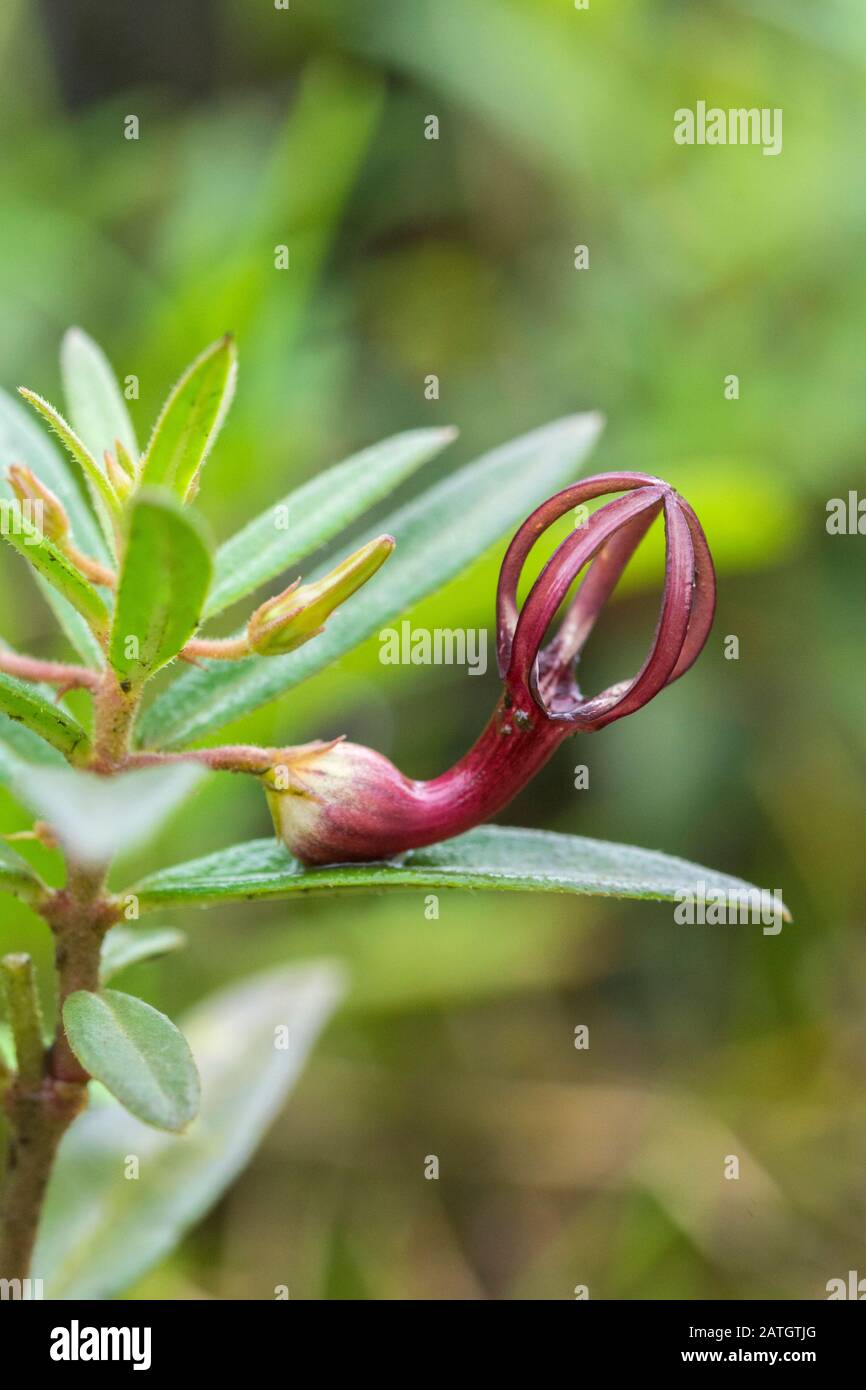 Jaini Ceropegia a very rare and threatened herb, endemic to the Sahyadri Hills Amboli, India Stock Photo