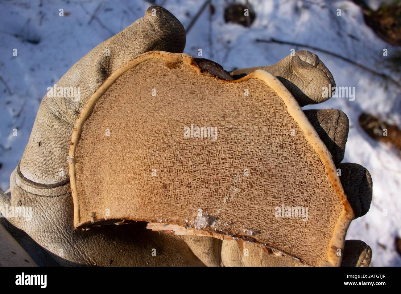 The underside of a Tinder Conk mushroom, showing the porous surface. Fomes fomentarius, found growing on a paper birch tree, Troy, Montana Stock Photo