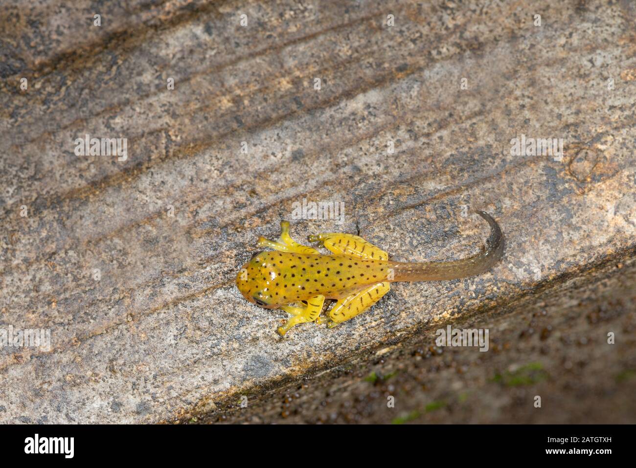 Tadpole of Malabar Gliding Frog, Rhacophorus malabaricus, Amboli, Maharashtra, India Stock Photo