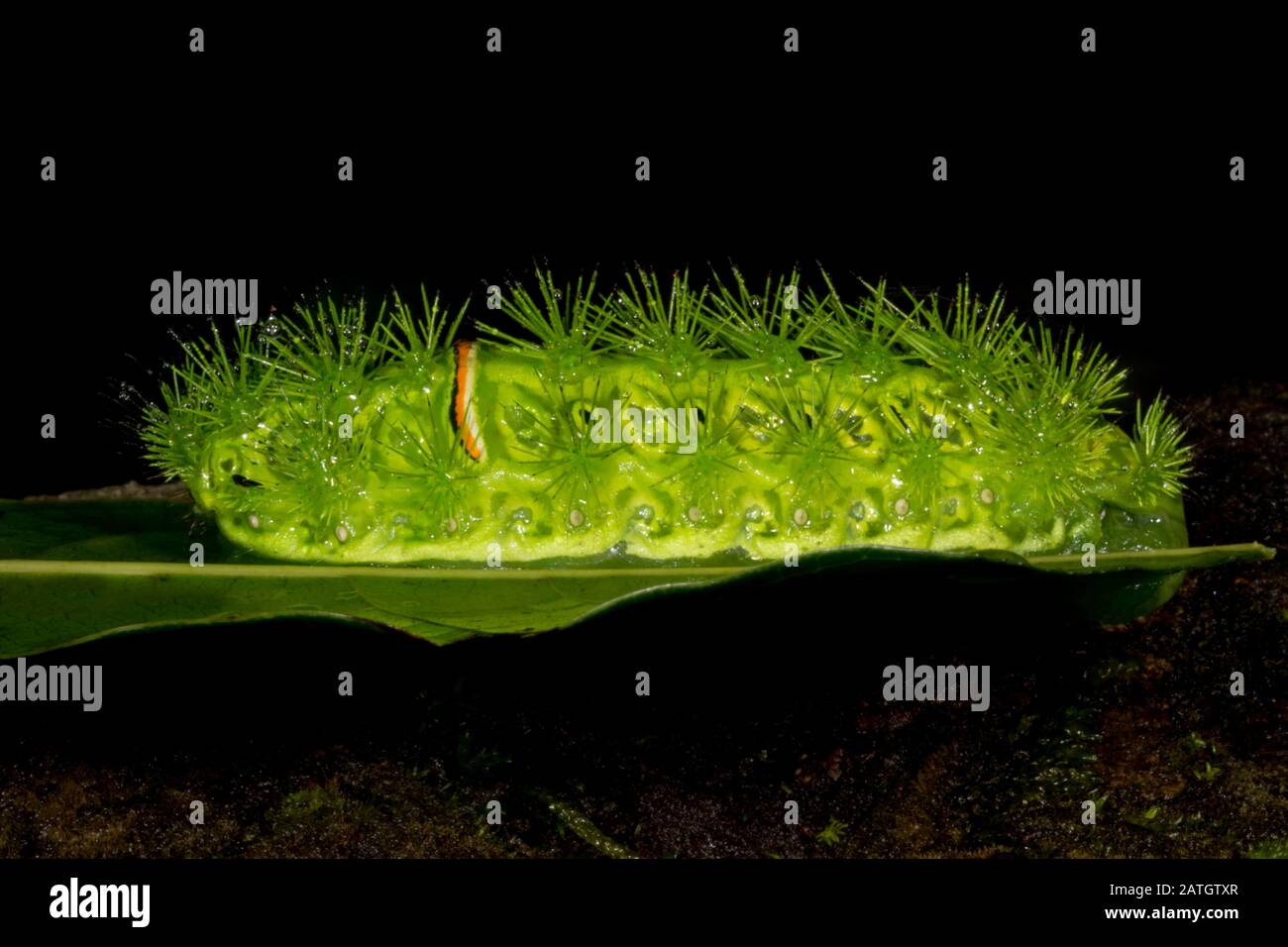 Slug Moth caterpillar, Amboli, India Stock Photo