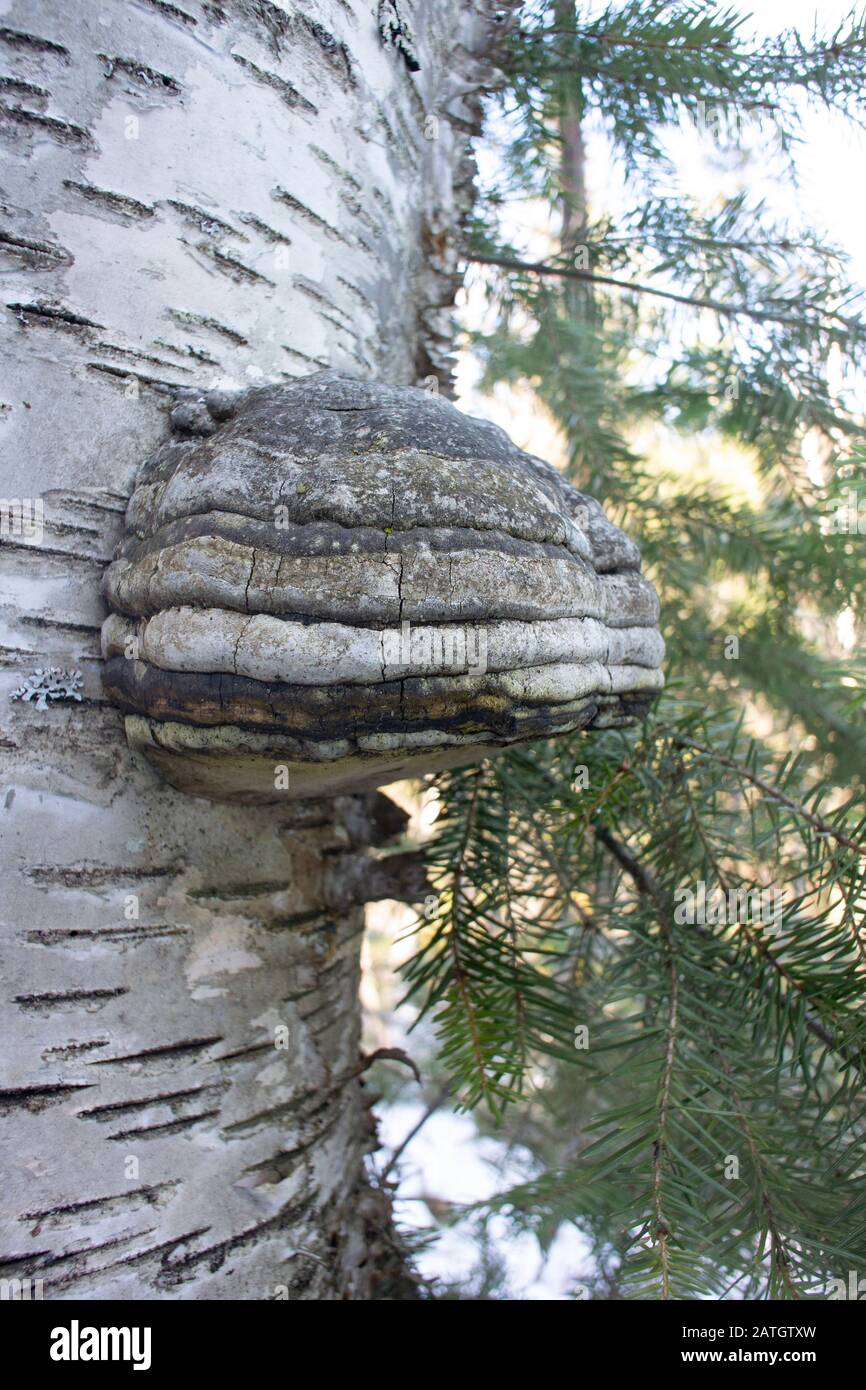 Tinder Conk mushroom, Fomes fomentarius, growing on a red birch tree, in the mountains along Threemile Creek, west of Troy, Montana. Stock Photo