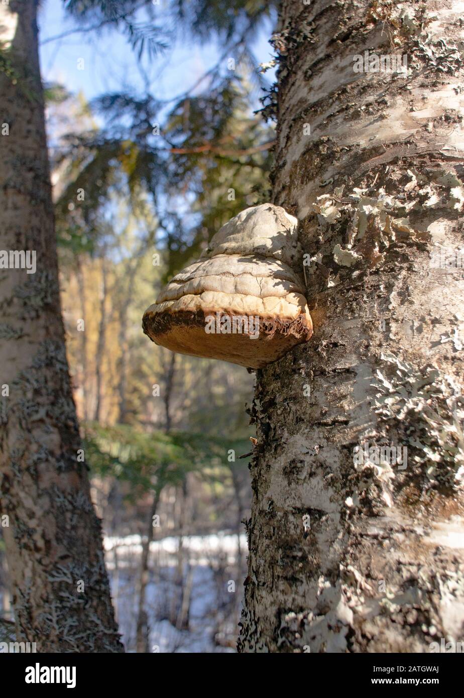 Tinder Conk mushroom, Fomes fomentarius, growing on a red birch tree, in the mountains along Threemile Creek, west of Troy, Montana. Stock Photo