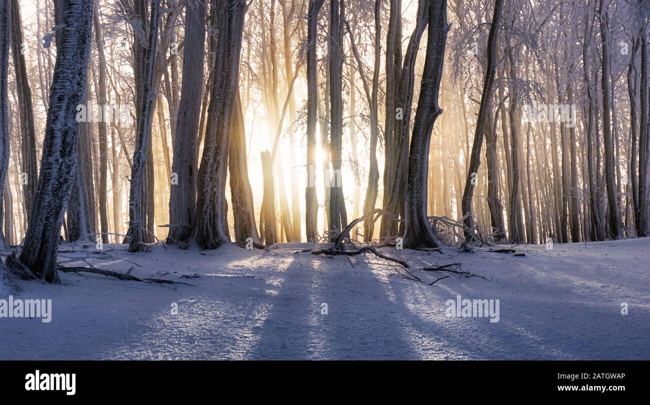 Sunset in winter forest with mist rays, tree ladnscape Stock Photo