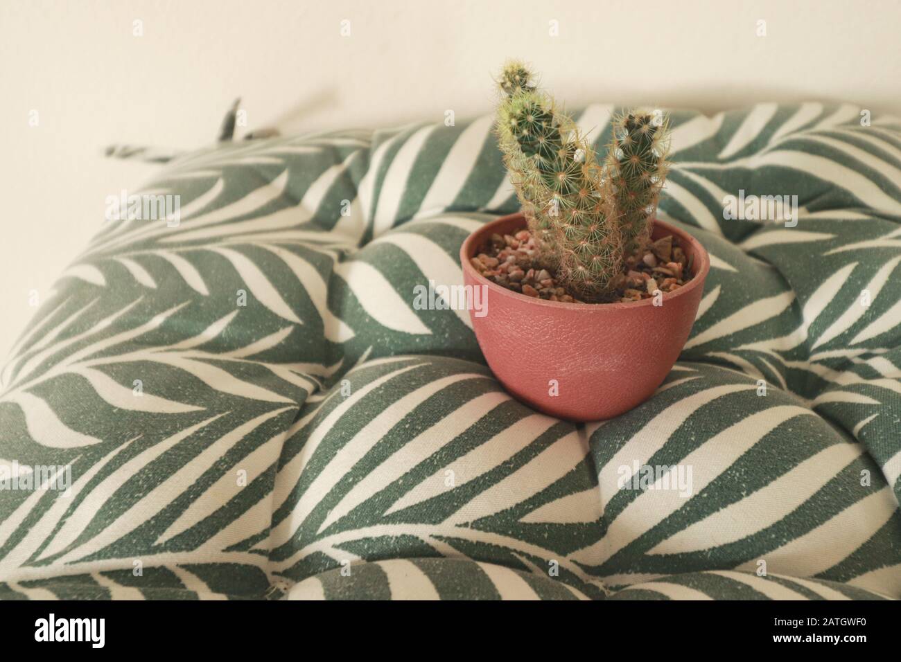 Cute cactus plant in a pink pot used as decoration for the home in welcoming the coming of Springtime Stock Photo