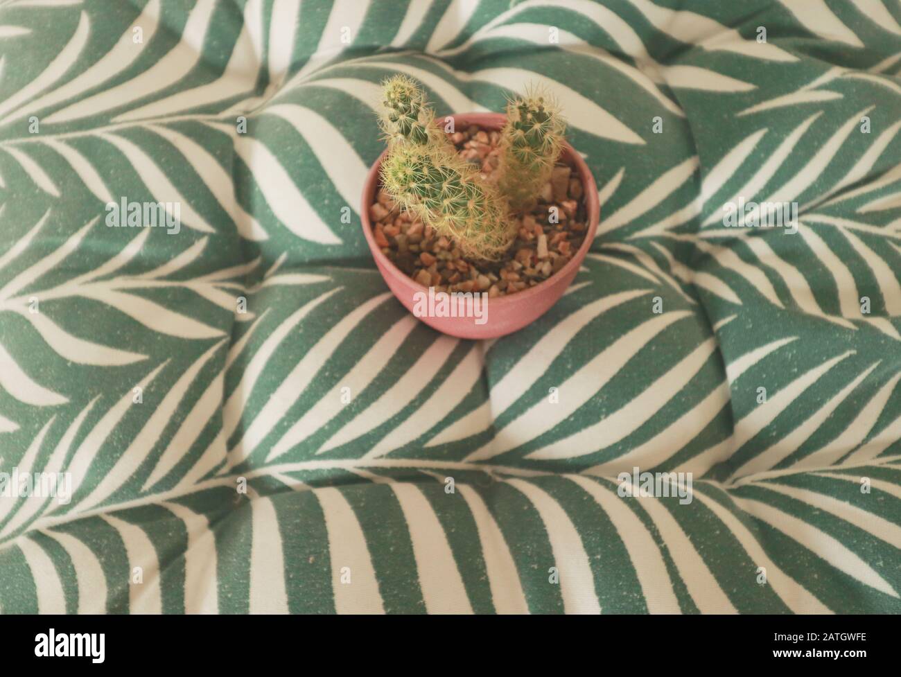 Cute cactus plant in a pink pot used as decoration for the home in welcoming the coming of Springtime Stock Photo