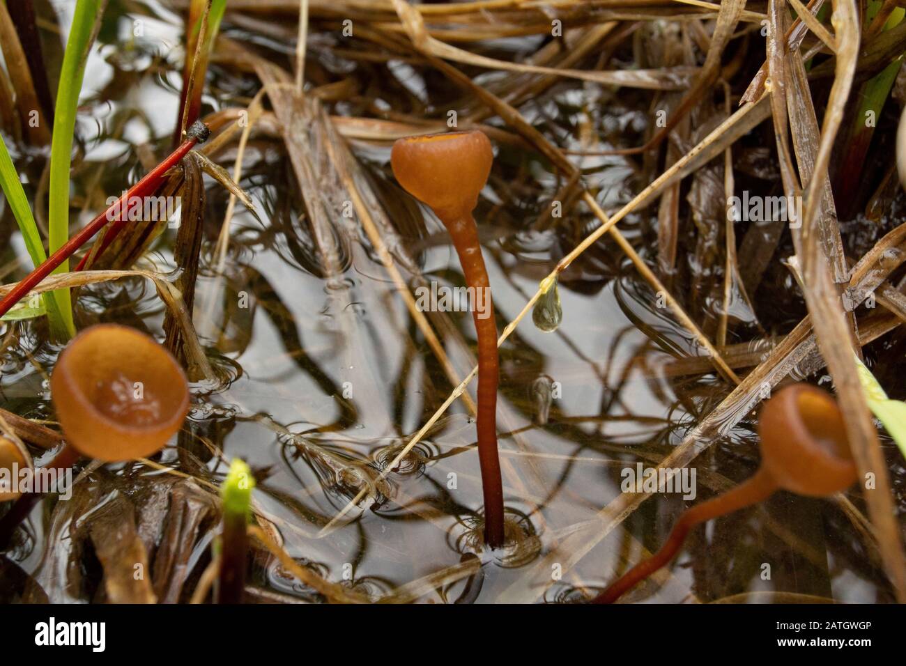 Sclerotinia sulcata cup mushrooms growing in a flooded, marshy area, above a beaver dam, on Bull River, in Sanders County, Montana. Stock Photo