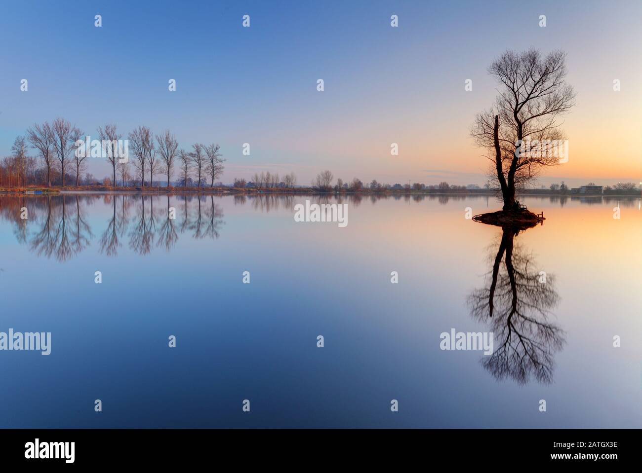 Alone tree in lake with color sky Stock Photo