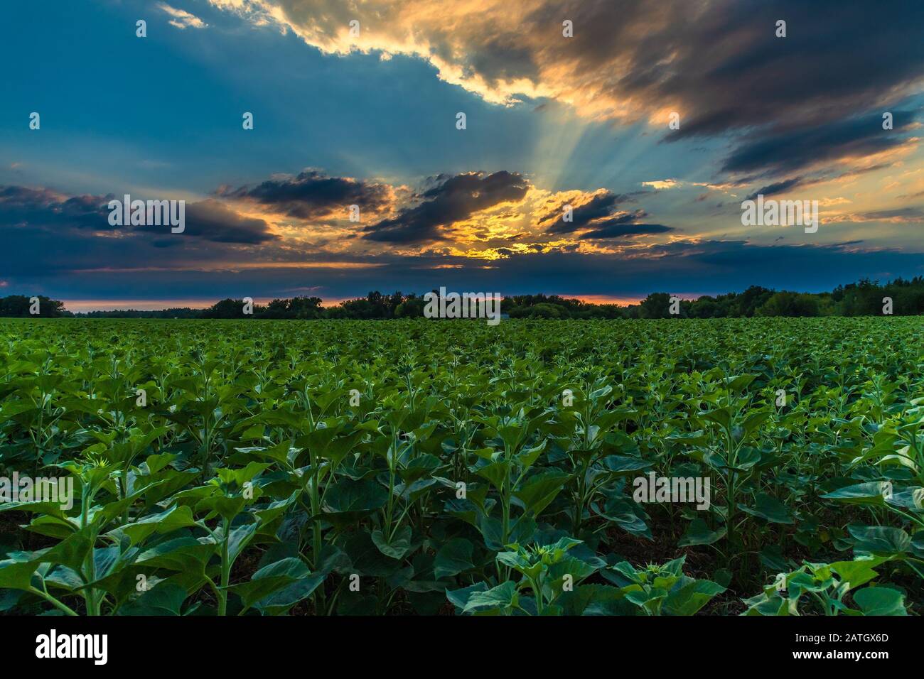 Sun Rays Over A Sunflower Field High Resolution Stock Photography and ...