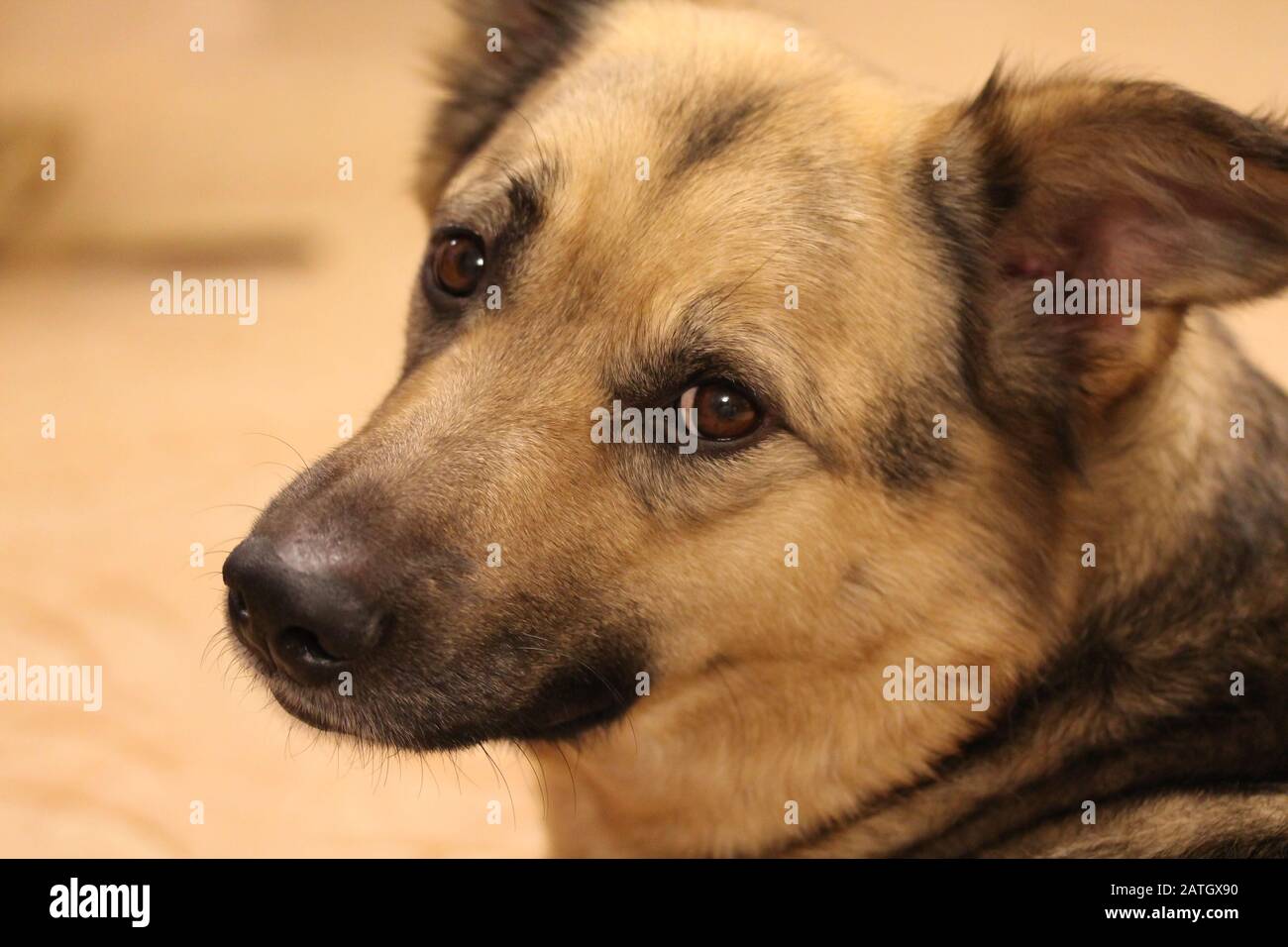 Are Mixed Breed Dogs Smarter