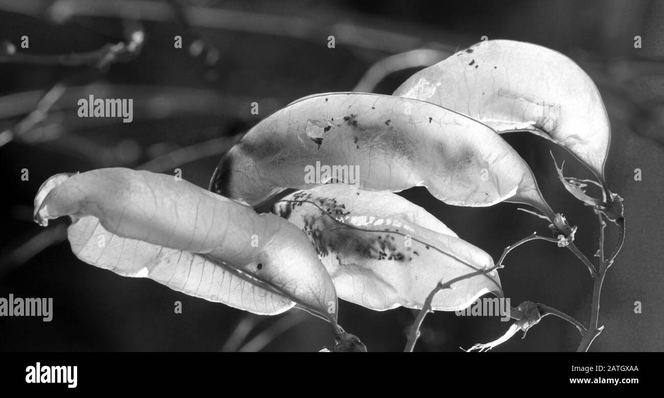 Colutea Arborescens' Seed Pods, Black And White Stock Photo