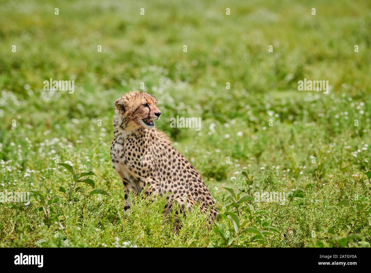young cheetah, Acinonyx jubatus, in Serengeti National Park, UNESCO world heritage site, Tanzania, Africa Stock Photo