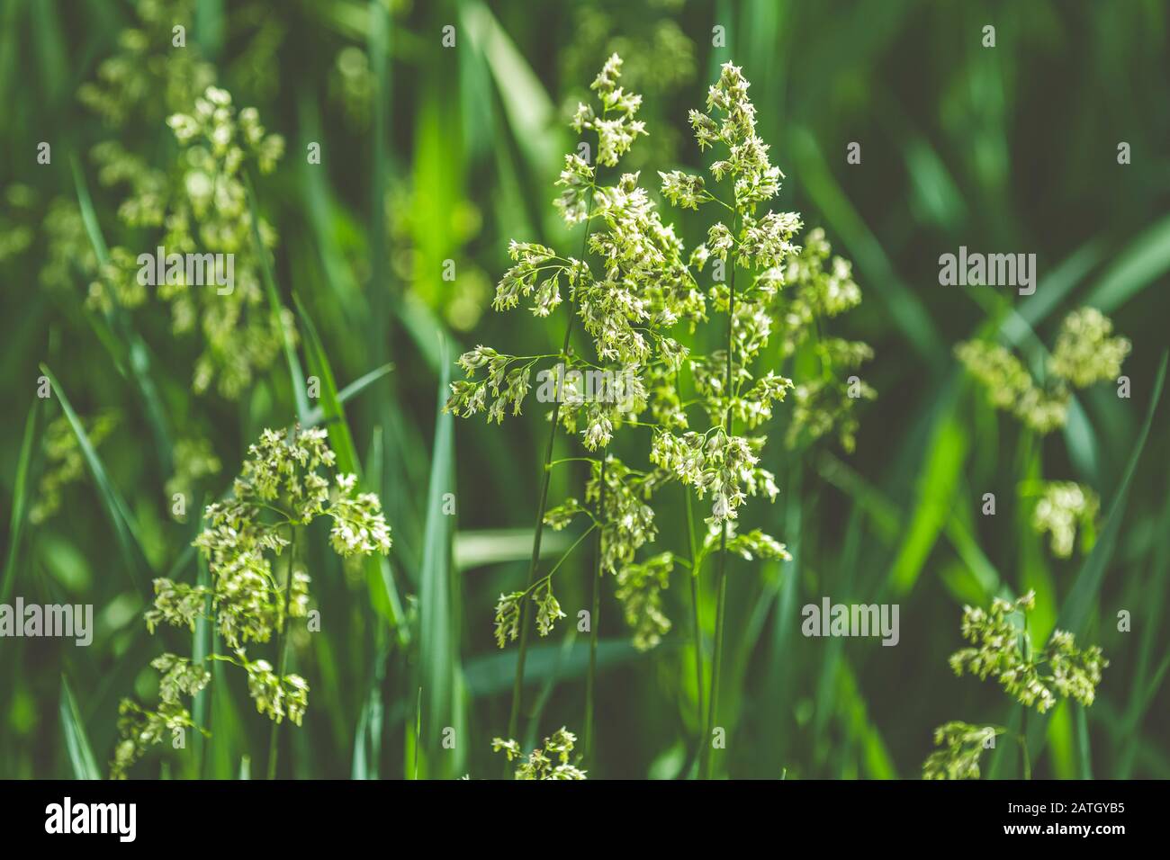 Hierochloe is a genus of plants in the grass family known generally as sweetgrass. Sunny day in the garden, shallow depth of the field, copy space. Stock Photo
