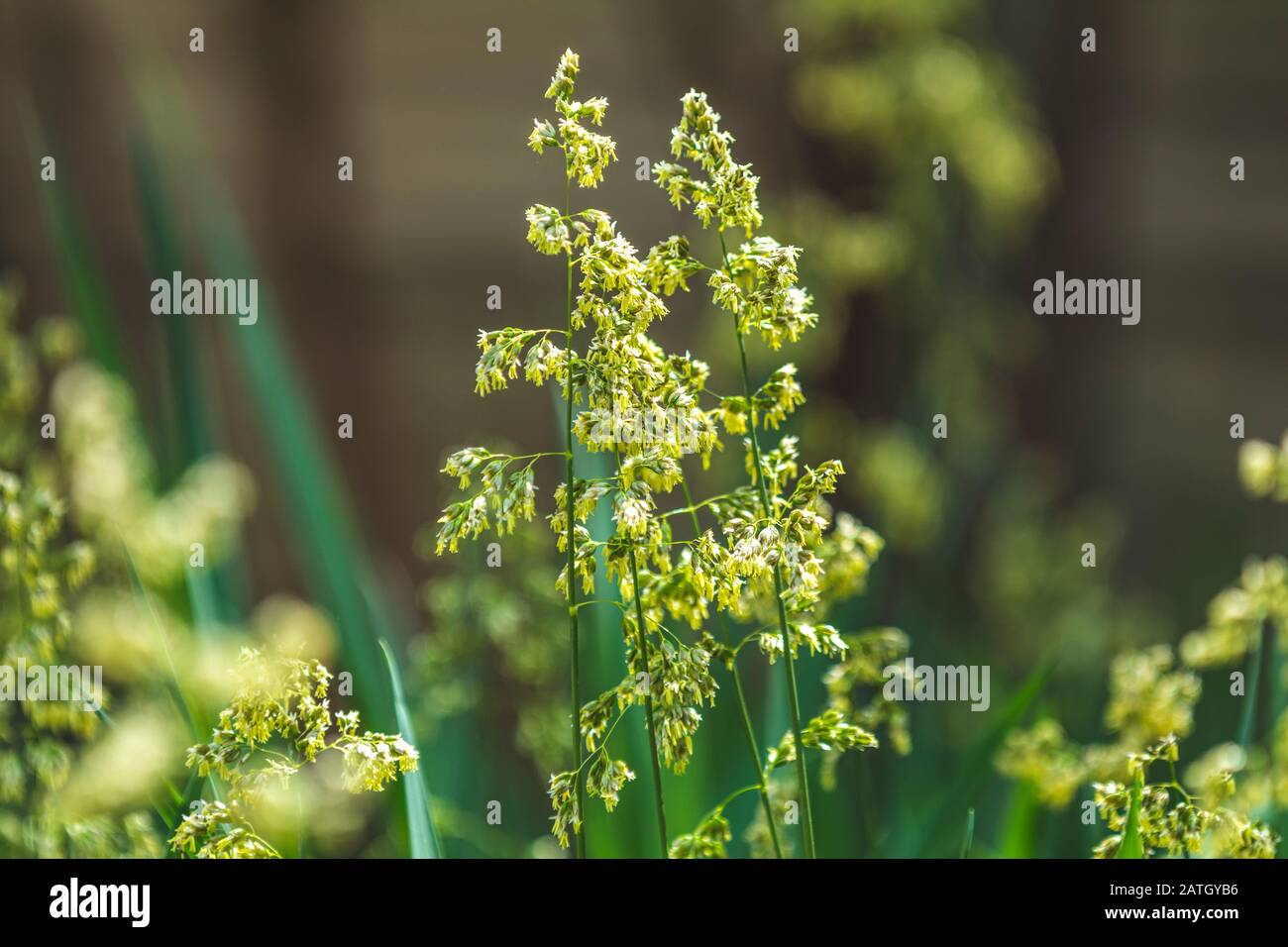 Hierochloe is a genus of plants in the grass family known generally as sweetgrass. Sunny day in the garden, shallow depth of the field, copy space. Stock Photo