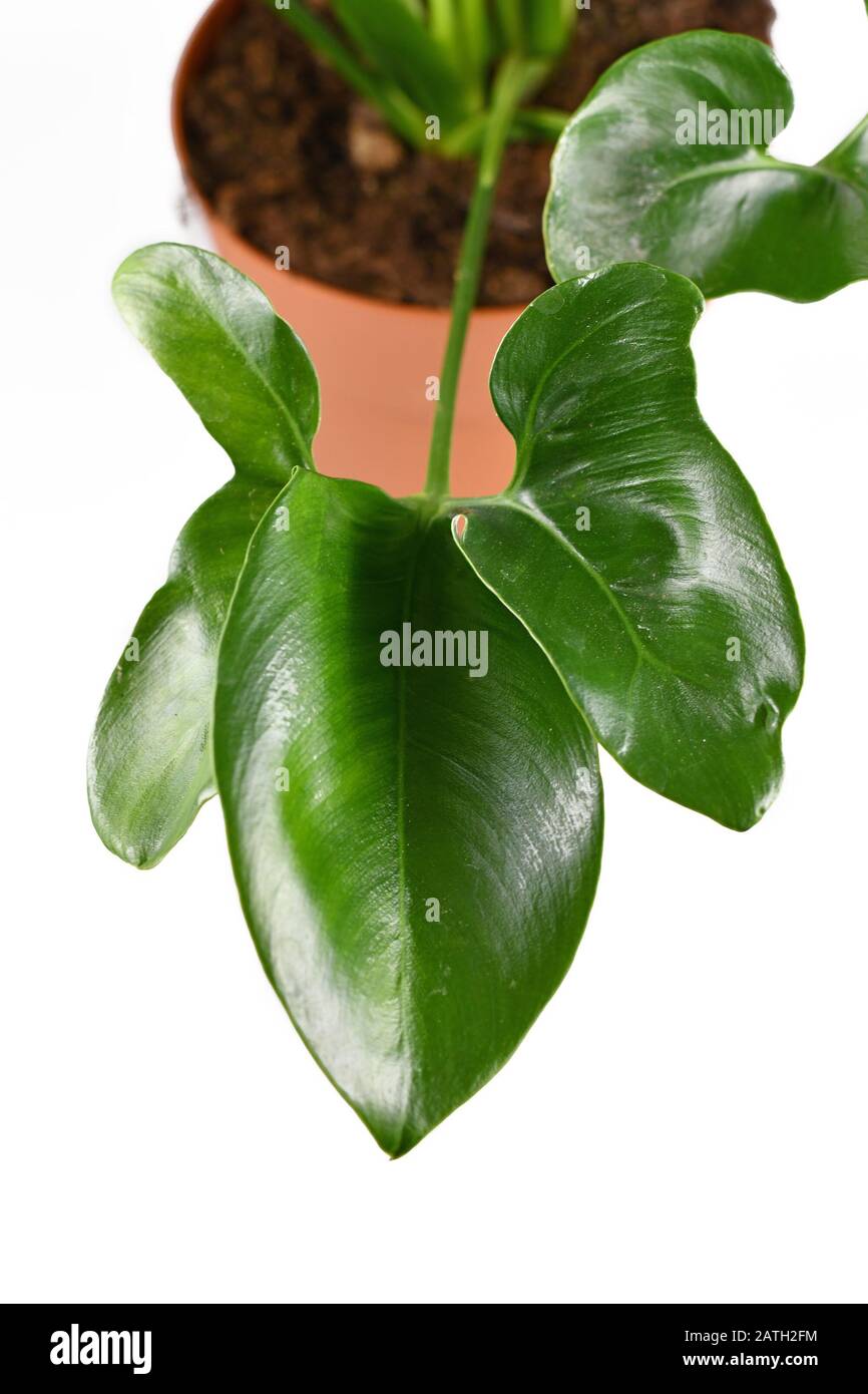 Close up of juvenile leaf of tropical 'Thaumatophyllum Spruceanum' house  plant, formerly known as 'Philodendron Goeldii' or 'Green Wonder', isolated  o Stock Photo - Alamy