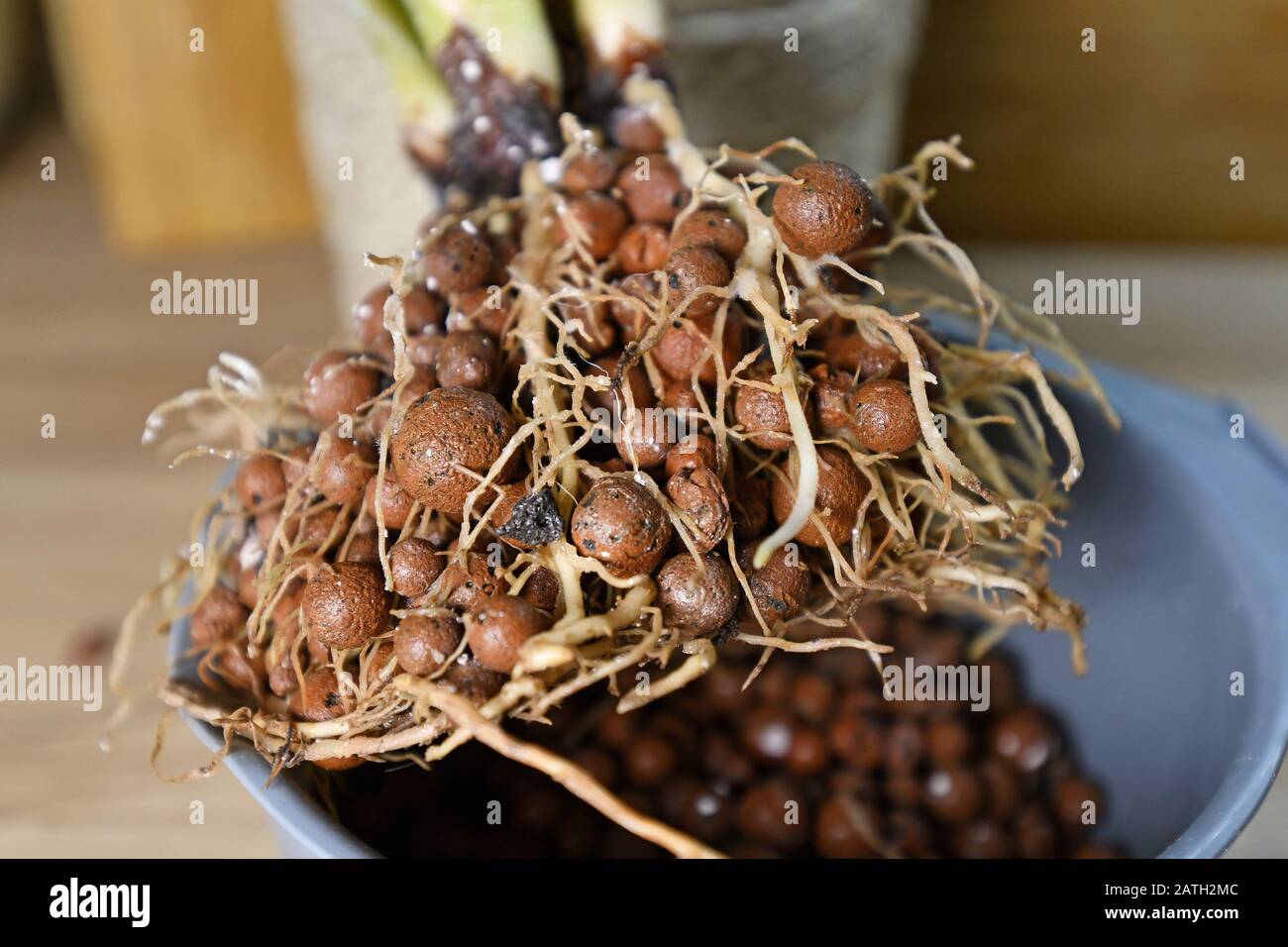 House plant with well grown roots in expanded clay pellets cultivated ...