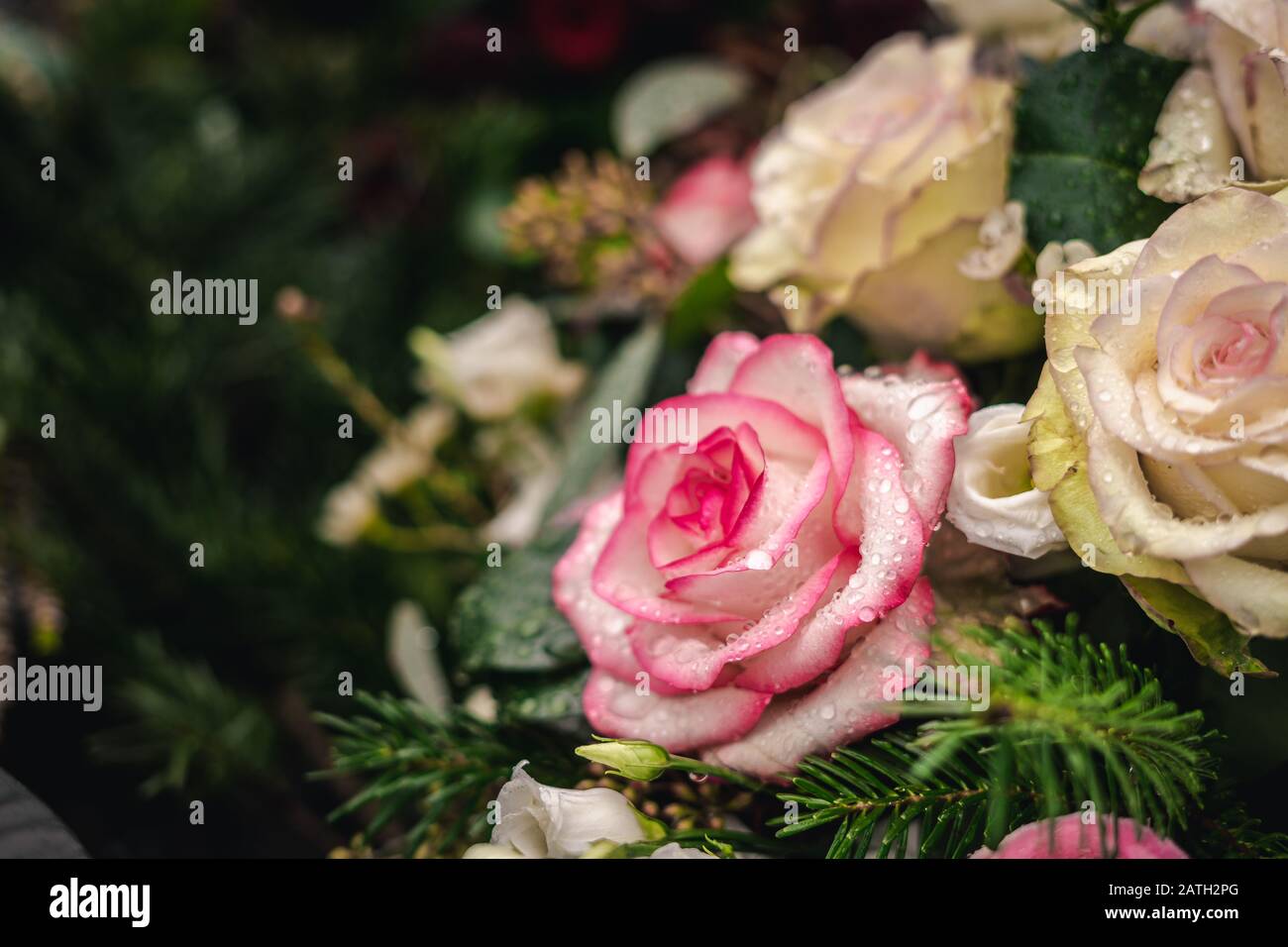 Breathtaking rose hi-res stock photography and images - Alamy