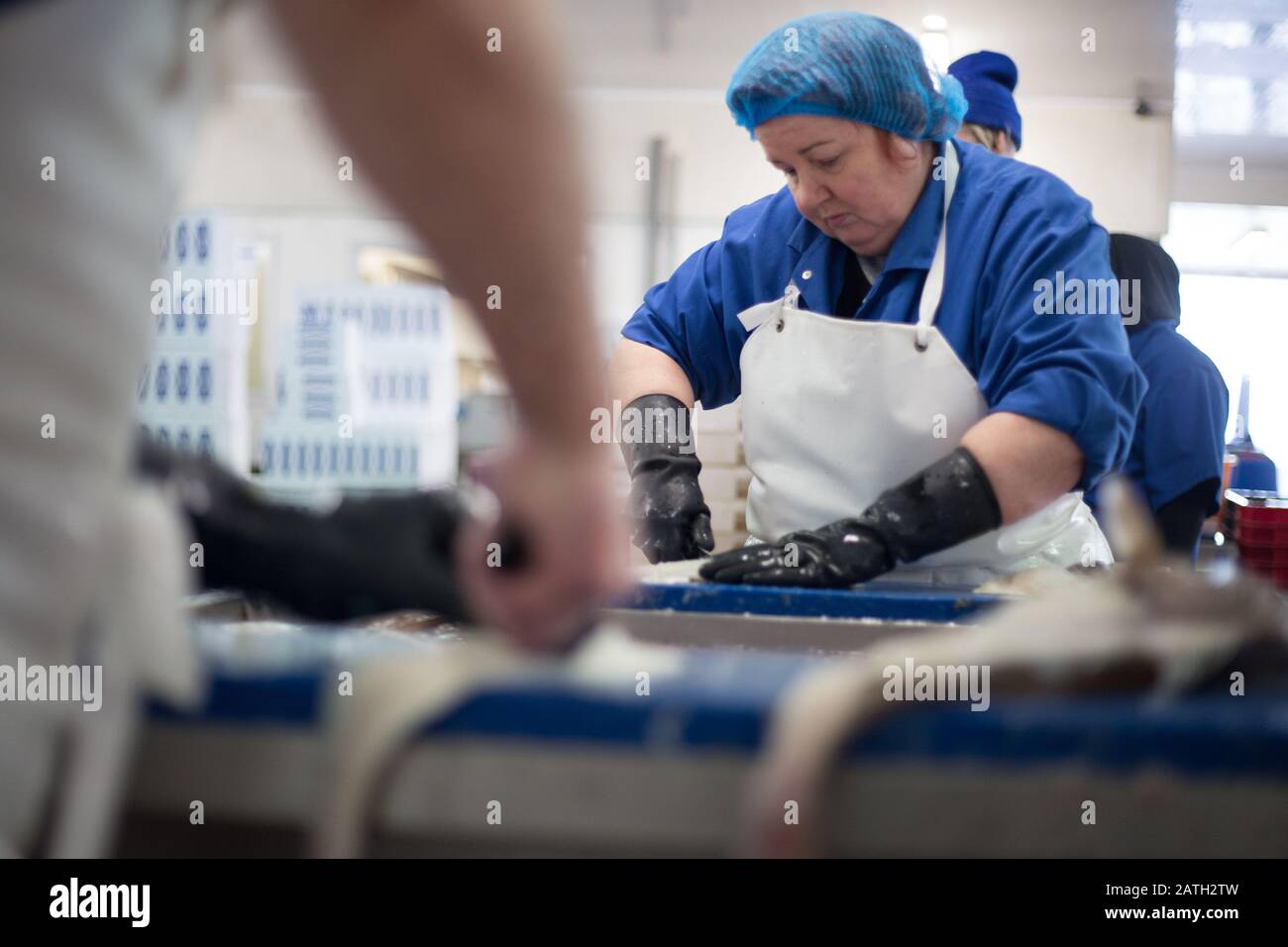 Cod Fish Processing Plant Scottish Seafood Factory High Resolution Stock Photography and Images ...